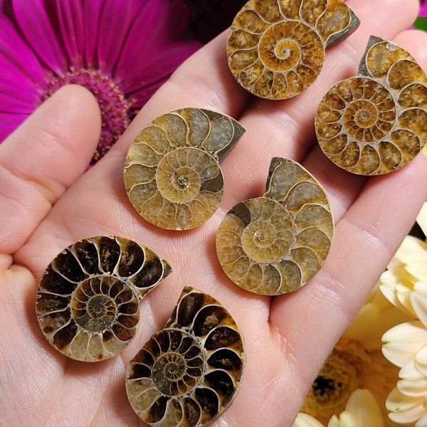 Paire d'ammonites / Ammonite opalisée / Spécimen d'ammonite / Ammonite polie / Ammonite opale / Ammonite fossile / Tranche d'ammonite / Ammonite