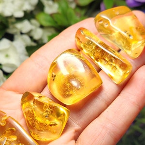 Amber Specimen with Insects: Natural Polished Amber Fossils & Bug Inclusions