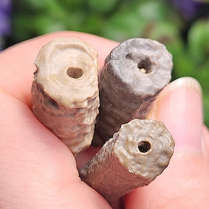 May include: Three fossilised snail shells in various shades of brown, with a hole in the centre of each. The shells are held in a hand.