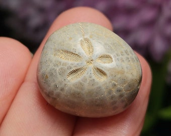 Sand Dollar Fossil - Fossil Sand Dollar - Fossil Specimen - Shell Fossil - Fossilized Sand Dollar - Sand Dollar Gift - Sand Dollar Shells