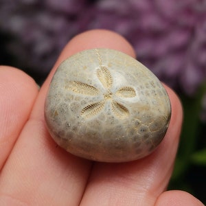 Sand Dollar Fossil / Fossil Sand Dollar / Fossil Specimen / Shell Fossil / Fossilized Sand Dollar / Sand Dollar Gift / Sand Dollar Shells