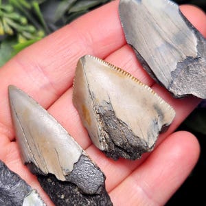 Authentic Megalodon Shark Tooth Fossil, Natural Fossil Tooth Fragments from South Carolina, Jewelry Making Supply image 1