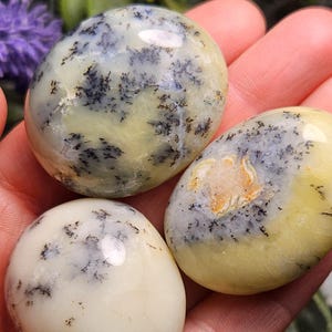 May include: Three polished, oval-shaped dendritic opal stones with a smooth, glossy finish. The stones feature a creamy, pale yellow and off-white base color with intricate, dark brown to black fern-like dendrite inclusions scattered across the surfaces.