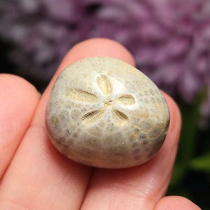 Sand Dollar Fossil Specimen: Authentic, Natural Sea Fossil