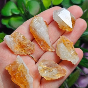 May include: Five small, raw citrine crystal clusters with translucent, golden-yellow hues and white, opaque bases. Each piece features jagged, natural edges and crystalline facets that catch the light, displaying a mix of clear and amber-colored mineral formations.