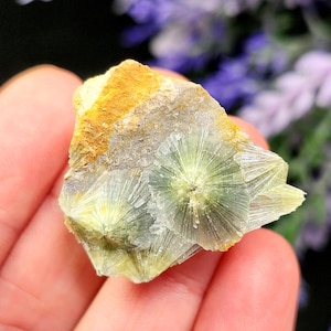 May include: A close-up of a mineral specimen featuring radiating, light green crystal formations. The stone has a rough, textured surface with areas of yellow and gray. The background is blurred, with hints of purple flowers.