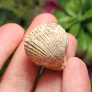 Shell Fossil - Fossilized Shell - Brachiopod Fossil - Fossil Shell - Fossilized Sea Shells - Fossilized Seashells - Shell Fossil Rock