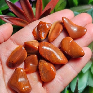 May include: A collection of eight tumbled carnelian stones in various shapes and sizes. The stones are a deep orange-red color with white banding.