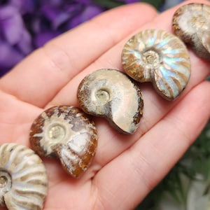 May include: A collection of five iridescent ammonite fossils in various sizes and shades of brown, white, and gold. The fossils are arranged in a row on a hand.