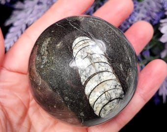 May include: A polished, spherical fossil stone. The dark gray stone features a prominent, light-colored fossilized nautiloid shell. The sphere is held in a hand, with a blurred background of purple flowers.
