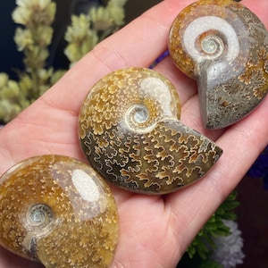 May include: Three fossilized ammonites in various shades of brown and gold. The ammonites are polished and have a spiral shape with intricate patterns.