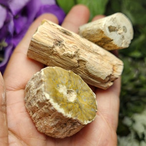 珪化木スライス（Petrified Wood） 珪化木 ペトリファイドウッド