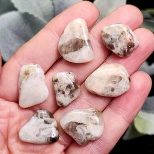 May include: Seven tumbled stones in varying shapes and sizes are held in a hand. The stones have a creamy white base color with brown and tan inclusions. The stones are smooth and polished, reflecting light.