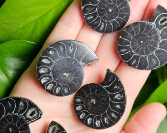 May include: A collection of six polished black ammonite fossils, each featuring a distinct spiral shell pattern with white mineralized chambers. These dark, circular fossil specimens display intricate natural growth lines and textures.
