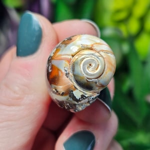 May include: A small, spiral-shaped seashell with a white and brown pattern. The shell has a smooth, glossy finish and is held in a hand.