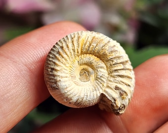 Ammonite Fossil - Fossilized Ammonite - Natural Ammonite - Raw Ammonite - Fossil Ammonite - Prehistoric Fossil -  Fibonacci Spiral