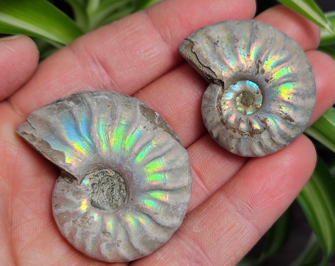 Opalized Ammonite / Fire Ammonite / Ammonite Specimen / Polished ...