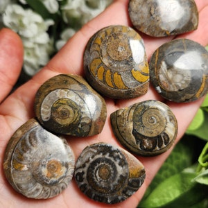 May include: A selection of polished fossil ammonite shells. The shells feature detailed spiral patterns in brown, tan, and gold hues. The fossils are smooth and rounded, highlighting the natural beauty of ancient marine life.