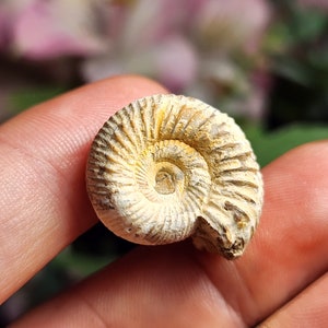 Ammonite Fossil Specimen: Natural Fibonacci Spiral from Nature