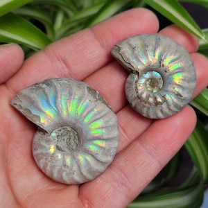 Ammonite opalisée / Ammonite de feu / Spécimen d'ammonite / Ammonite polie / Ammonite opale / Ammonite fossile / Ammonite fossile opalisée