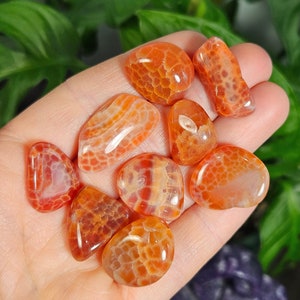 May include: A collection of polished, orange-red agate stones with unique patterns and textures. The stones vary in shape and size, with some displaying a web-like pattern. The gemstones are held in a hand, with a green leafy background.