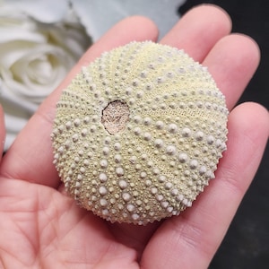 May include: A pale green sea urchin shell with a textured surface and small, white bumps. The shell has a circular opening at the top and is held in an open hand. The background includes white flowers and a dark surface.