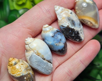 Spiralite Fossil Shell - Crystal Seashell - Agatized Shell - Agate Seashell - Fossilized Seashells - Crystal Shell - Fossil Sea Shell