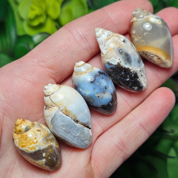 Spiralite Fossil Shell / Crystal Seashell / Agatized Shell / Agate Seashell / Fossilized Seashells / Crystal Shell / Fossil Sea Shell