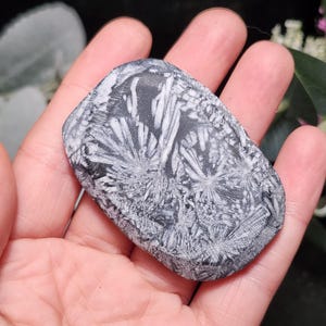 May include: A gray and white stone with a unique, intricate pattern resembling a floral design. The stone is held in a hand, showcasing its natural texture and color variations. The stone's shape is rectangular with rounded edges.