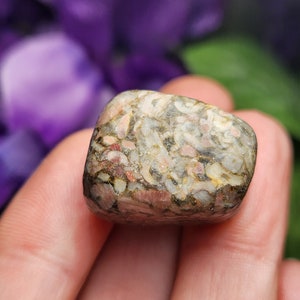Crinoid Fossil Specimen: Fossilized Sea Lily Rock, Tumbled Specimen