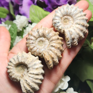 May include: Three fossilized ammonite shells with a spiral design. The shells are beige and off-white, with visible ridges and a textured surface. The fossils are held in a hand, with a background of purple and white flowers.