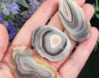 May include: Three polished agate slices with concentric banding in shades of grey, brown, and cream are displayed. The stones are held in a hand, showcasing their natural patterns and textures. The background includes purple flowers.
