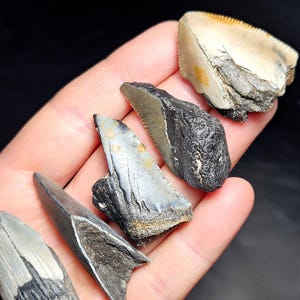May include: A collection of fossilized shark teeth in various sizes and colors, including black, gray, and off-white. The teeth have serrated edges and are displayed against a dark background.
