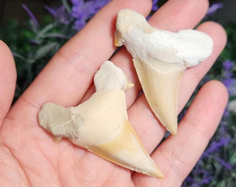 Shark Tooth - Fossilized Shark Teeth - Shark Fossil - Shark Teeth - Shark Teeth Fossil - Shark Tooth Fossil - Tooth Fossil