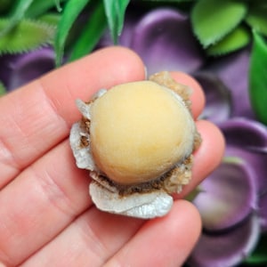 May include: A small, round, light yellow geode with a white, crystalline exterior. The geode is surrounded by a brown, rocky crust.