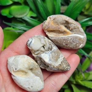 Druzy Agatized Seashell Fossil: Spiralite Crystal from India