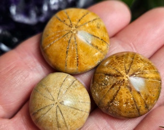 Sand Dollar Fossil /  Sea Urchin Fossil / Sea Urchin Shells / Fossilized Sea Urchin / Fossil Specimen / Fossilized Shell / Sand Dollar