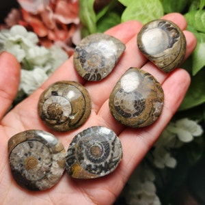 May include: A selection of fossilised ammonite shells, displaying detailed spiral patterns in shades of brown, tan, and grey. These ancient marine fossils are presented, emphasising their unique shapes and textures.