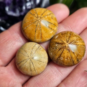 Baby Gopher Sand Dollar -  Canada