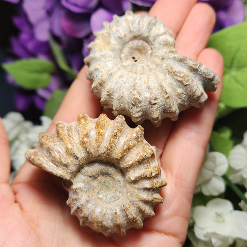 May include: Two fossilized ammonite shells, showcasing intricate spiral patterns and a textured, beige surface. The shells are held in a hand, with a blurred background of purple and white flowers.