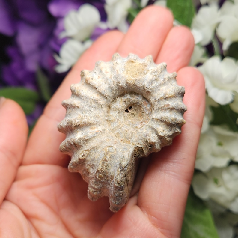 May include: A fossilized ammonite shell, showcasing a spiral pattern and intricate details. The shell is a light beige color, with visible ridges and a central opening. The fossil is held in a hand, with a blurred floral background.