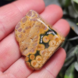 May include: A polished gemstone with a unique pattern of yellow, brown, and black spots and swirls. The stone is held in a hand, showcasing its natural beauty and intricate details. The gemstone has a smooth, glossy surface.