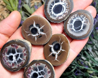 Par de cristales de huevo de dragón septariano, par de geodas de nódulo marroquí natural cortadas, piedra septariana