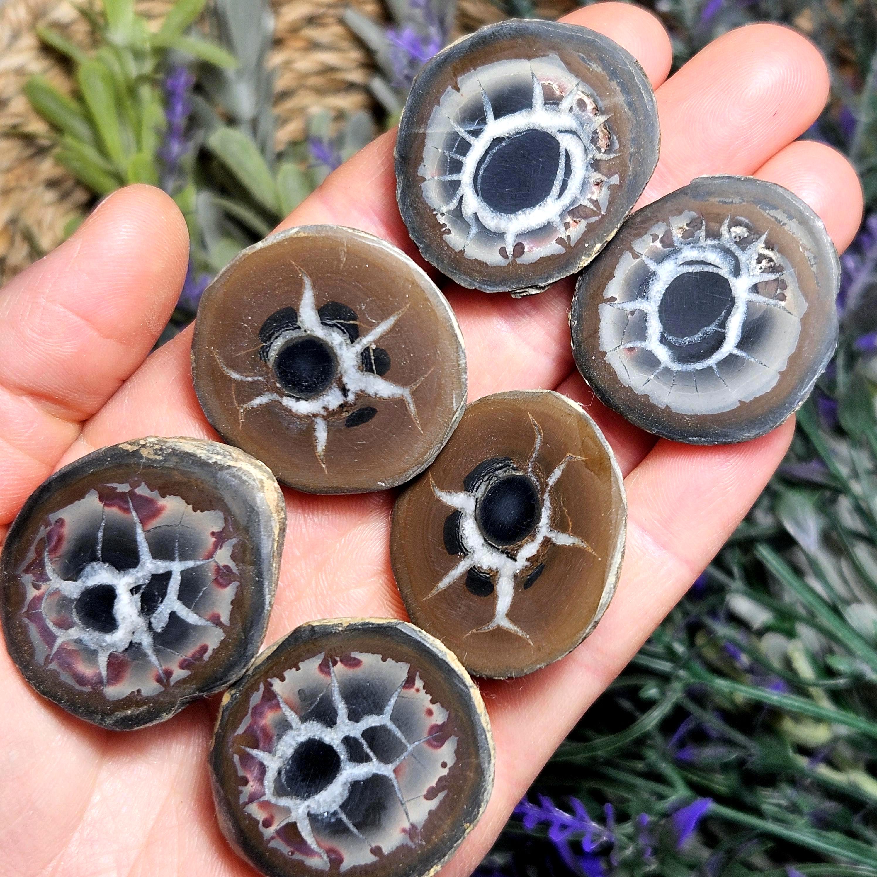 Septarian Egg - Etsy