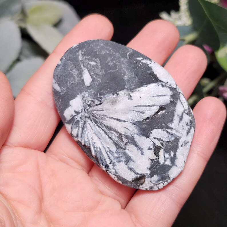 Chrysanthemum Stone, Polished Palm Stone - Flower Stone - Chrysanthemum Crystal Palm image 11
