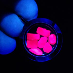 May include: A close-up shot of a small, round, clear container filled with several glowing, bright pink, irregularly shaped objects. The container is held by a gloved hand, with a dark background.