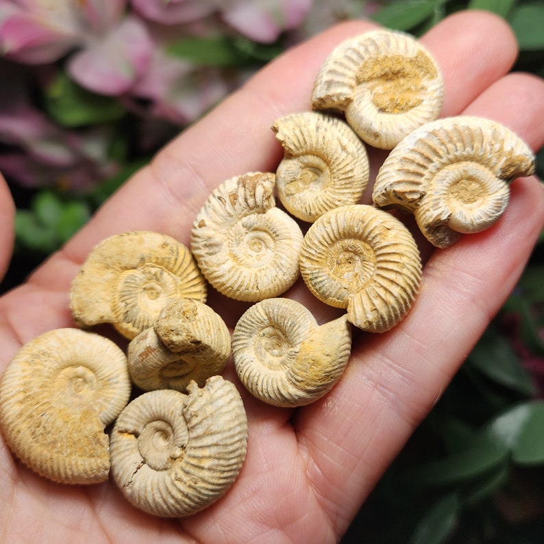 Peut inclure: Une collection de dix ammonites fossilis&eacute;es de diff&eacute;rentes tailles et formes, pr&eacute;sent&eacute;es sur une main. Les ammonites sont de couleur brun clair et pr&eacute;sentent un motif en spirale.