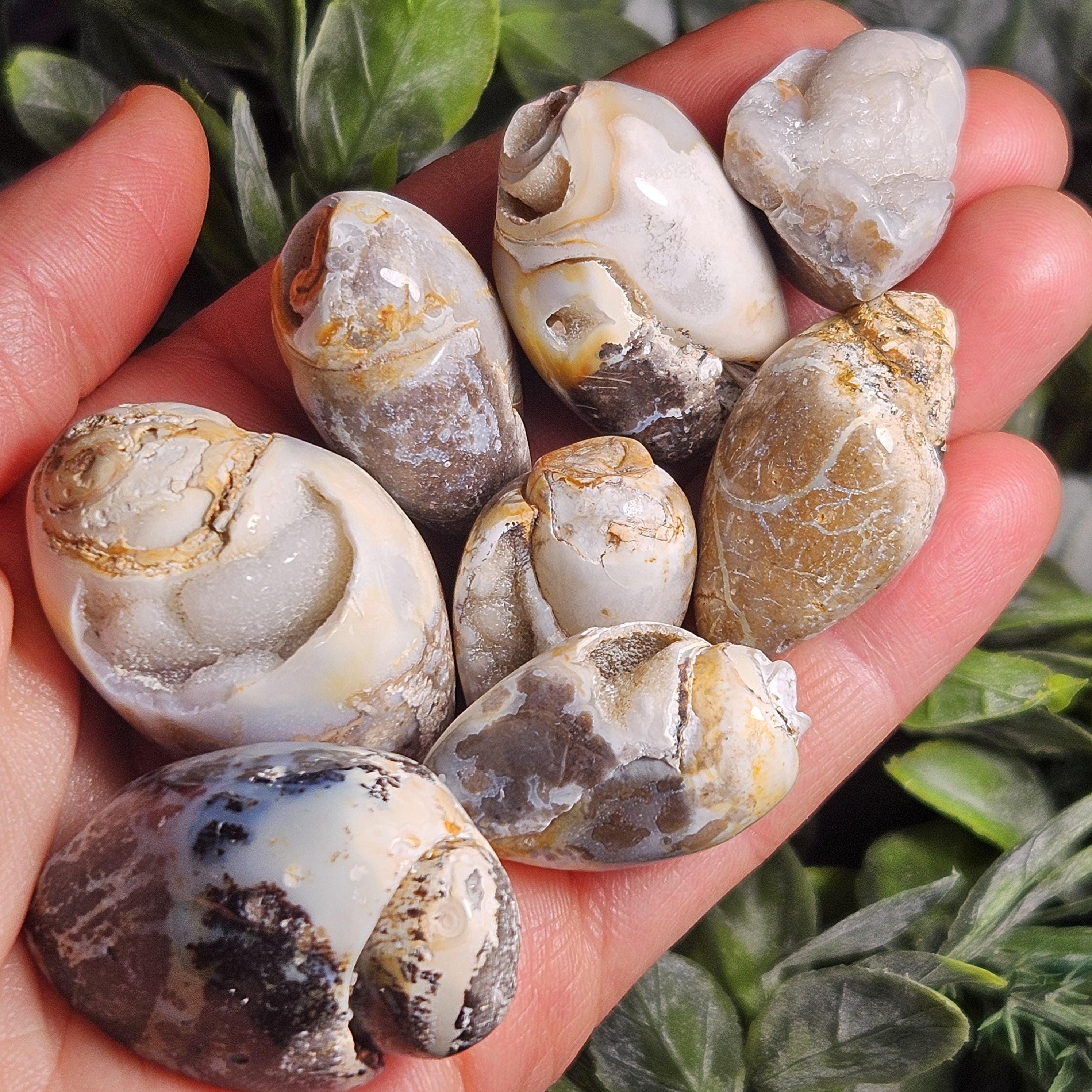 貝殻 Agatized Spiralite Seashell: Fossilized Chalcedony Crystal Shell
