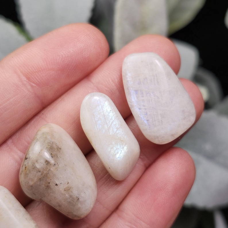 Puede incluir: Primer plano de varios cristales de piedra lunar pulidos. Las piedras var&iacute;an en tama&ntilde;o y forma, con un color blanco nacarado y un sutil brillo iridiscente. Algunas piedras tienen peque&ntilde;as inclusiones oscuras.