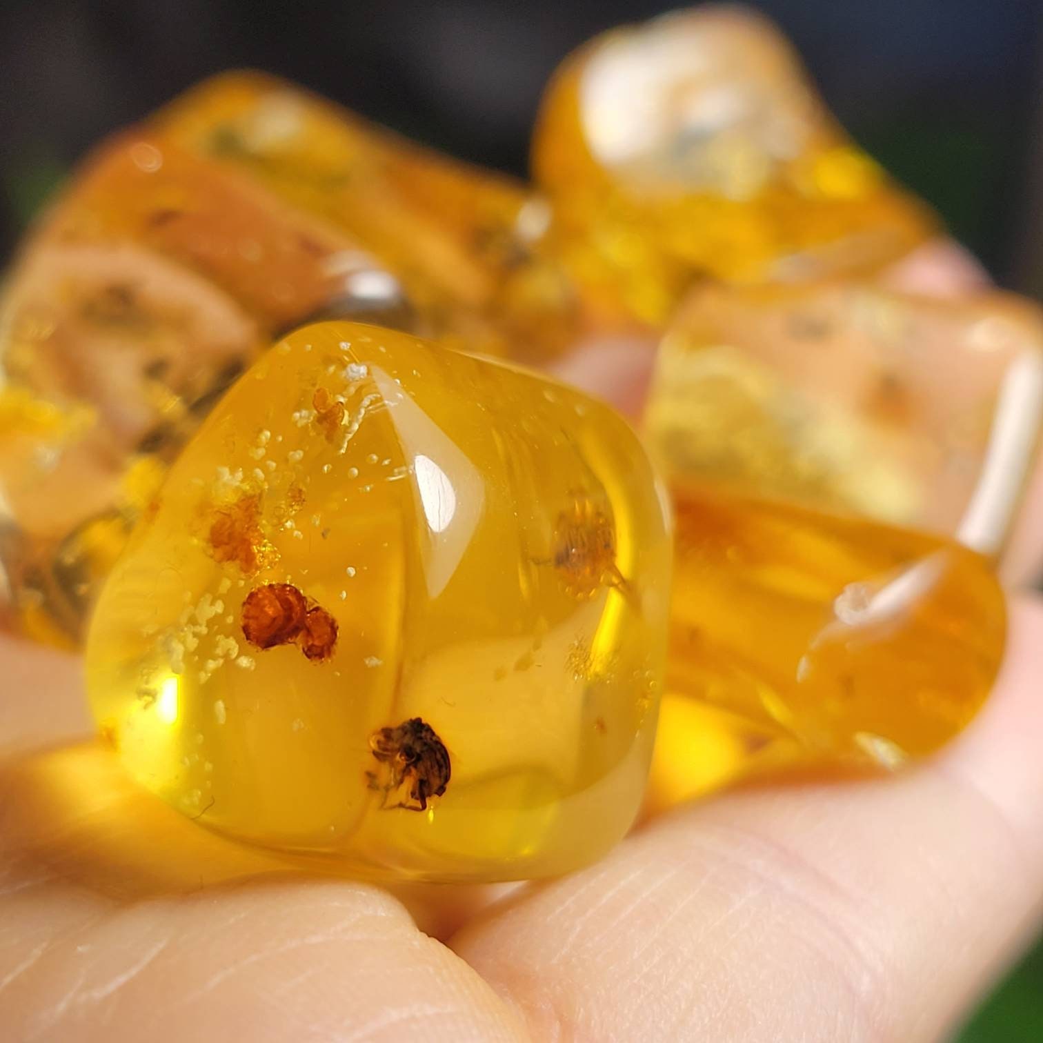 #1001 New Jersey Amber w/ Turbid Amber, Orgnic Debris, Fine Bubbles and  Plant Material